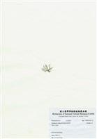 藏品(匍匐擬石花)的圖片